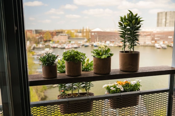 2_Celine_Claire_oak_09_2