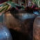 Sada 4 obalů Arwin rustic black D26 H22
