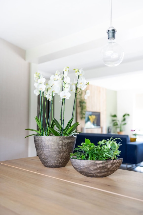 2_Ryan_shiny_gold_10