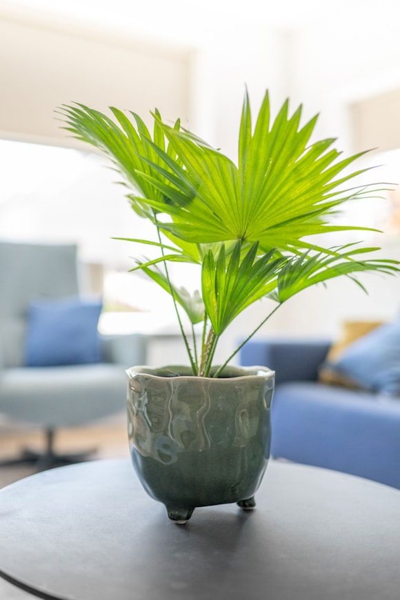 3_Kaat_green_03_1