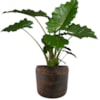 Sada 4 obalů Arwin rustic black D26 H22