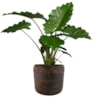 Sada 4 obalů Arwin rustic black D26 H22