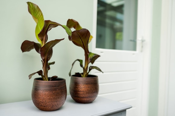 1_Mya_shiny_mocha_06