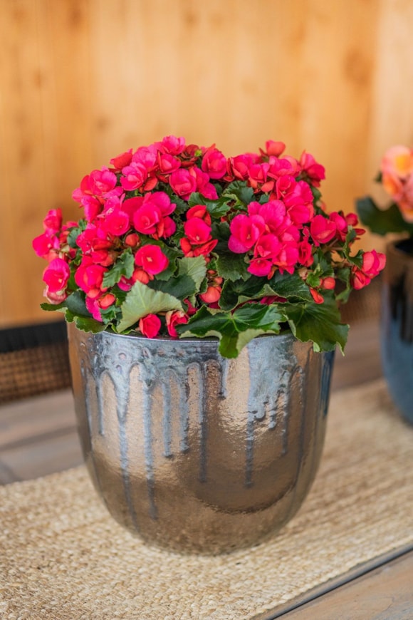 1_Siya_mystic_gold_01