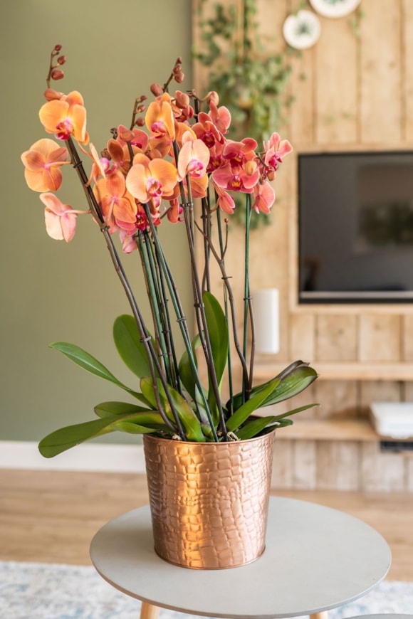 2_Dustin_rose_gold_04_2