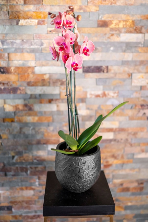 2_Evi_midnight_black_04