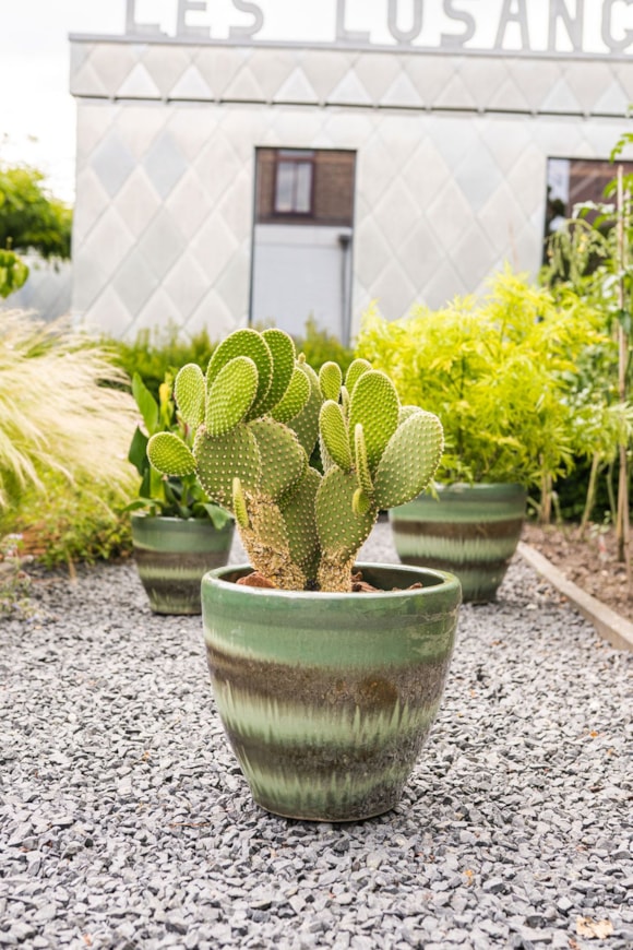 2_Ruben_oasis_jade_08