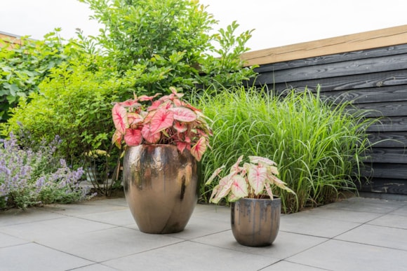 2_Siya_mystic_gold_05