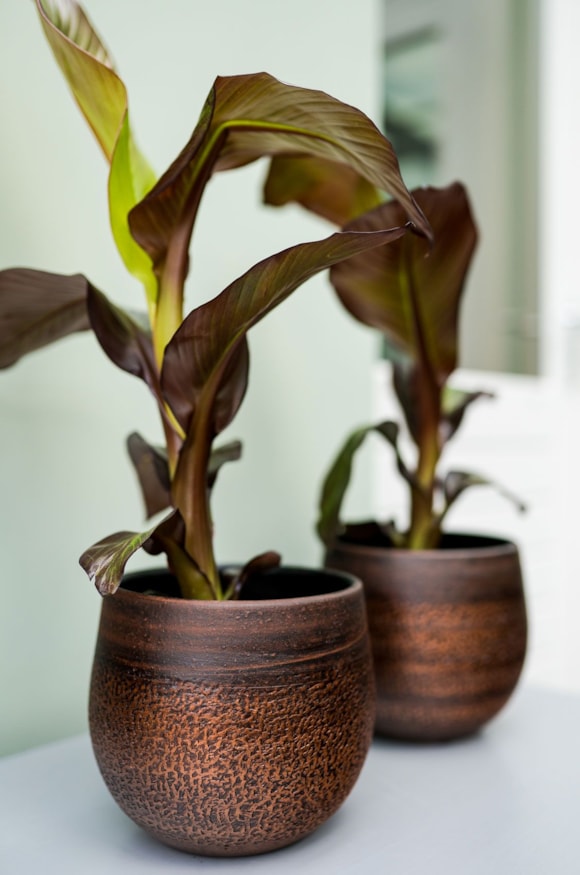 4_Mya_shiny_mocha_09_10