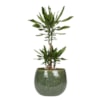Obal Mischa forest D19 H16