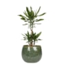 Obal Mischa forest D19 H16