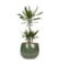 Obal Mischa forest D19 H16