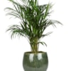 Obal Mischa forest D22 H18