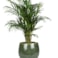 Obal Mischa forest D22 H18