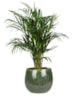 Obal Mischa forest D22 H18