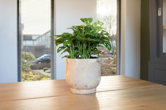 2_Linn_splashed_cream_03_2