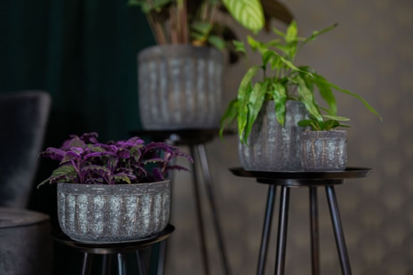 1_Duncan_blue_gold_02_1