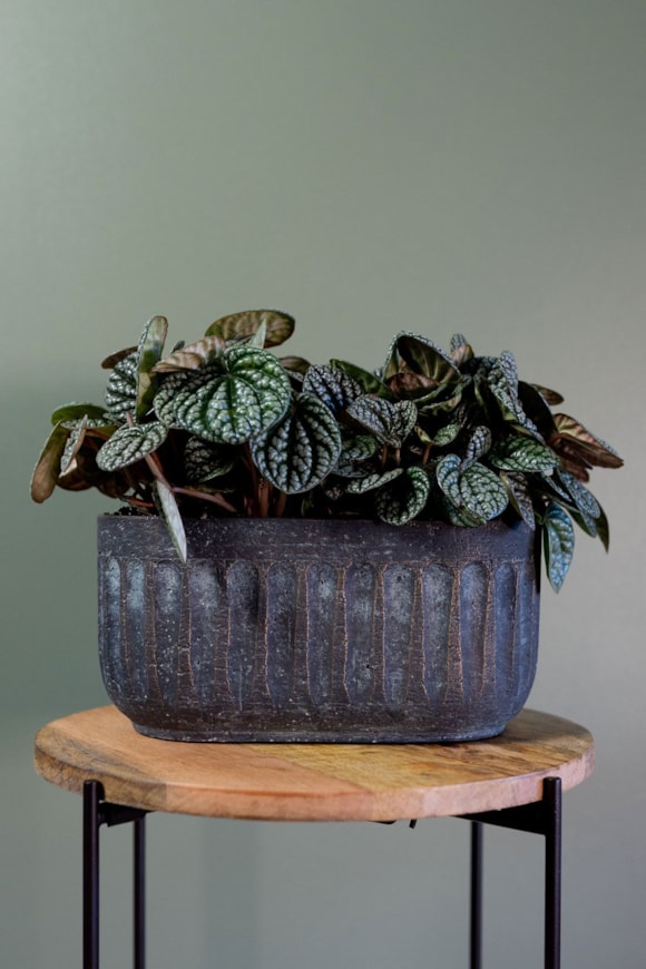 1_Duncan_blue_gold_03_1