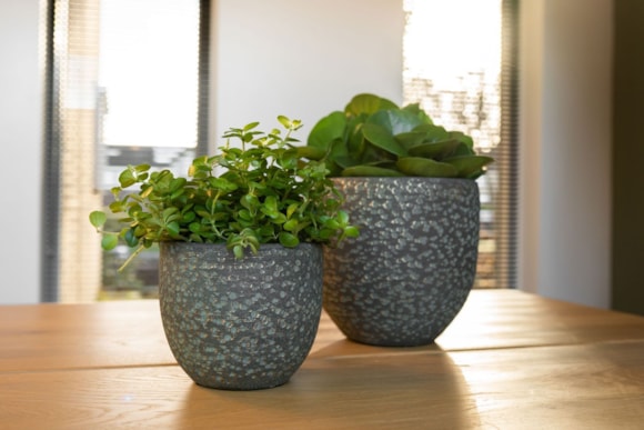 1_Rinca_shiny_green_09_3