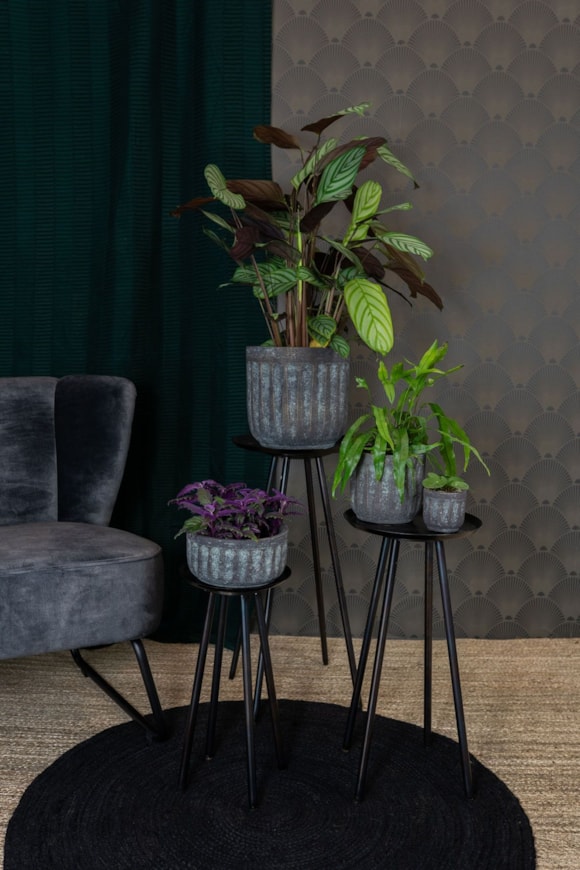 2_Duncan_blue_gold_01