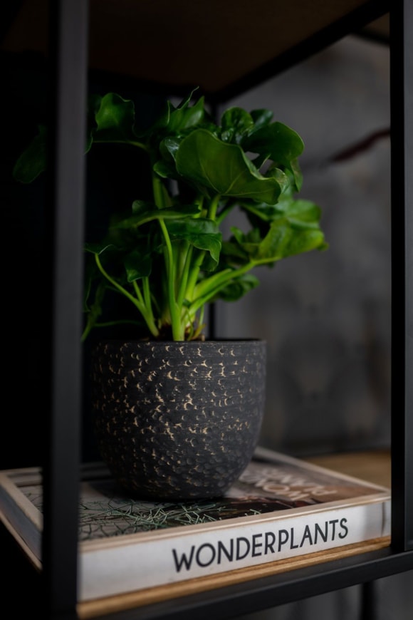 2_Rinca_shiny_black_01_1