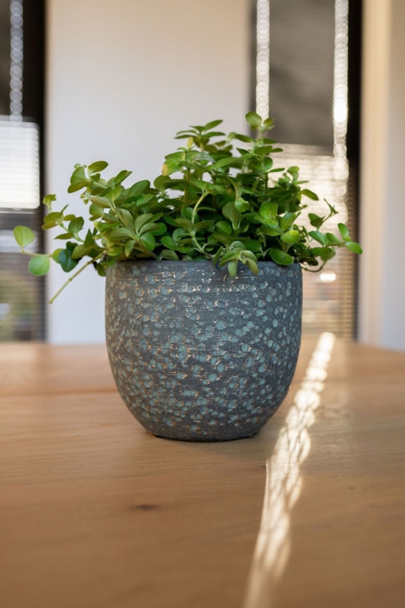 2_Rinca_shiny_green_07_1