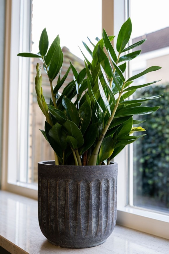 3_Duncan_blue_gold_07_1