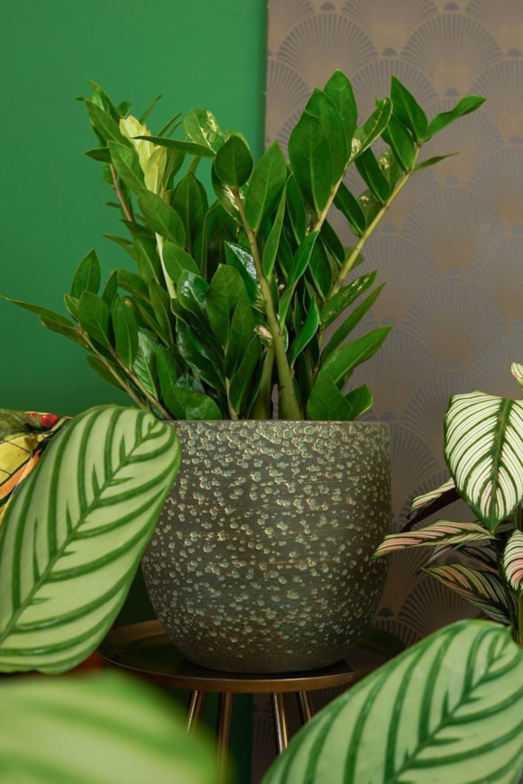 3_Rinca_shiny_green_03