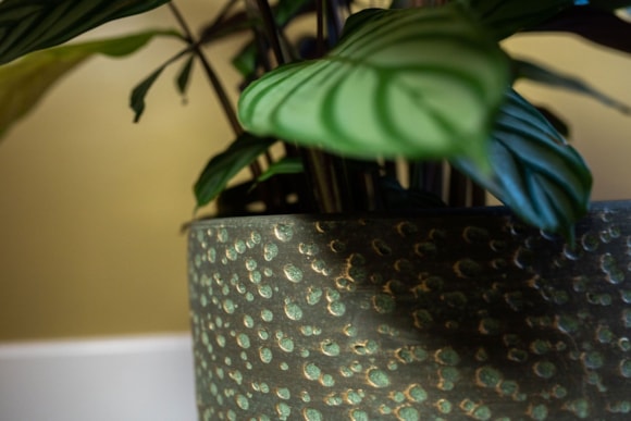 3_Rinca_shiny_green_05