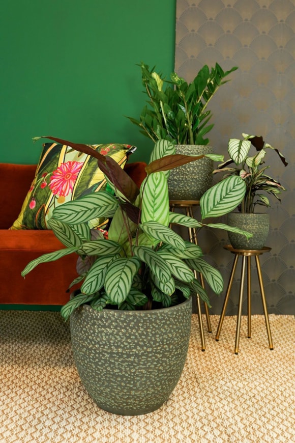 4_Rinca_shiny_green_01_3