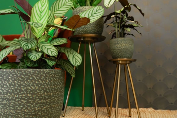 4_Rinca_shiny_green_02