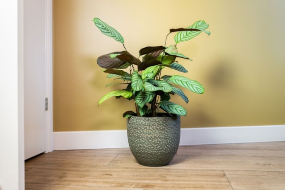 7_Rinca_shiny_green_06_1