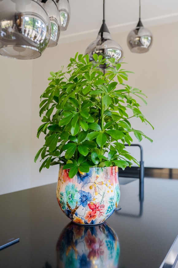 1_Lammie_Sparkle_21_1