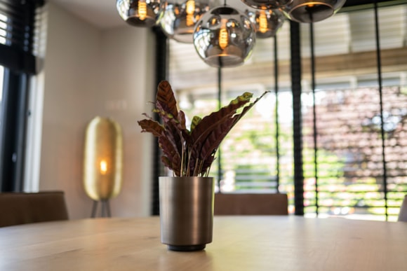 1_Myra_donkerbruin_06_1