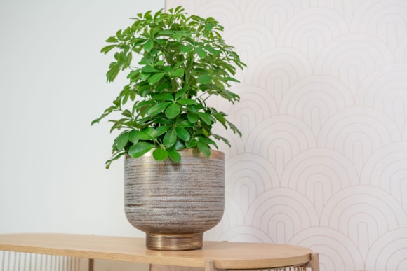 2_Jara-antique-brass_03