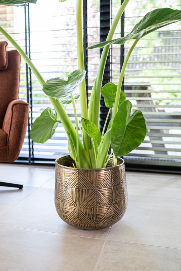 3_Calvin_matt_gold_09_1