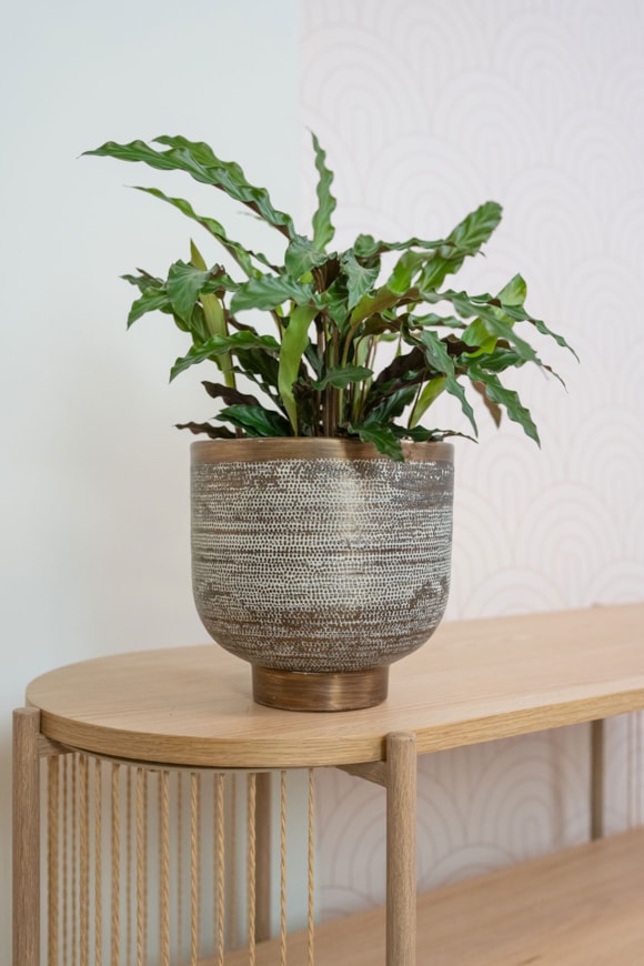 3_Jara-antique-brass_04