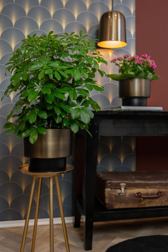 3_Myra-donkerbruin_01