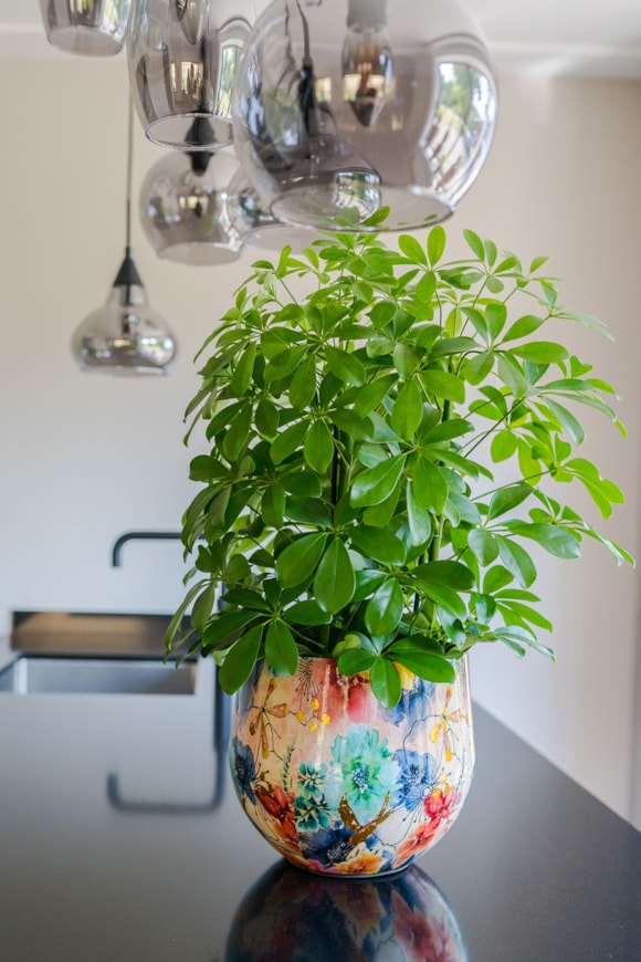 4_Lammie_Sparkle_23_1