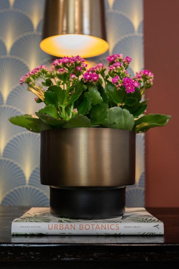 4_Myra-donkerbruin_02