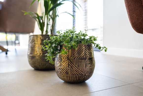 7_Calvin_matt_gold_12_1