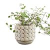 Obal Jim white earth D11 H11
