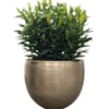 Sada 5 obalů Rowen new green D38 H30