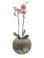 Váza  Benthe pearl glow D20 H15
