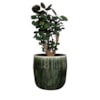 Obal Babet pine D17 H14