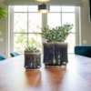 Obal Nolan pine D21 H20