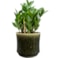 Obal Nolan pine D23 H21