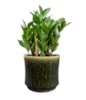 Obal Nolan pine D23 H21