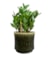 Obal Nolan pine D23 H21