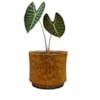 Obal Nolan caramel D14 H12